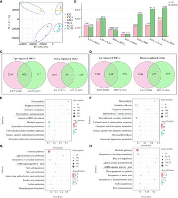 Corrigendum: Phenylpropane biosynthesis and alkaloid metabolism pathways involved in resistance of Amorphophallus spp. against soft rot disease